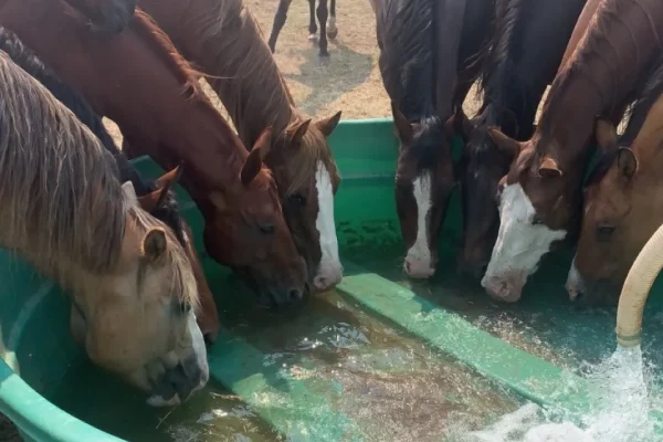 Park City Horseback Riding | Boulder Mountain Ranch